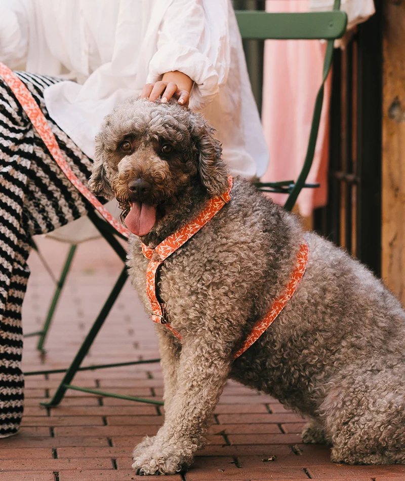 Arnés H para perro Borges