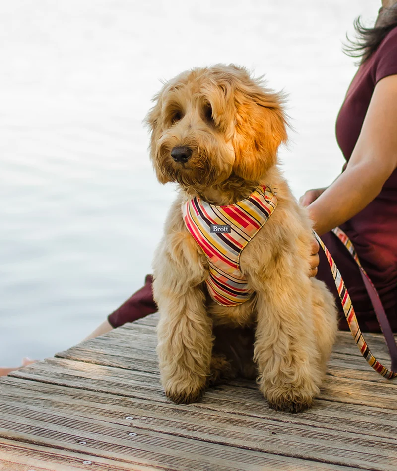 Arnés Soft Body para perro Caldes