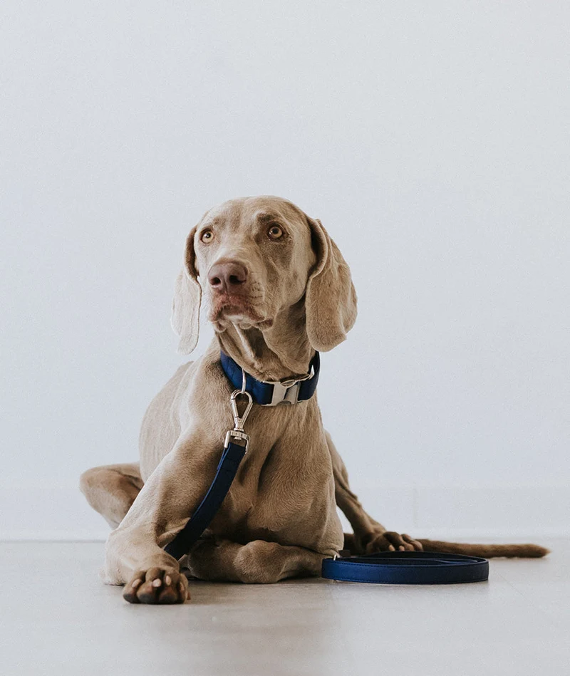Collar perro Essence Space Blue silver