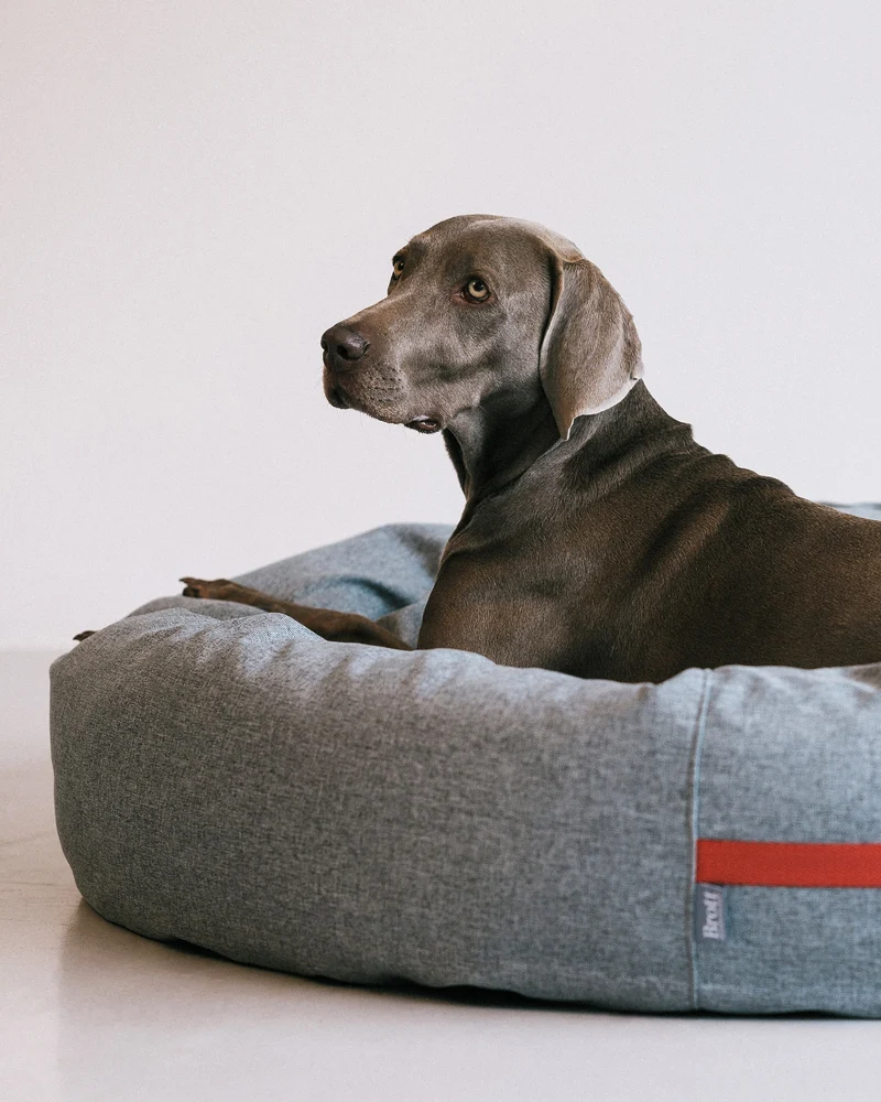 Cama redonda para perro gris