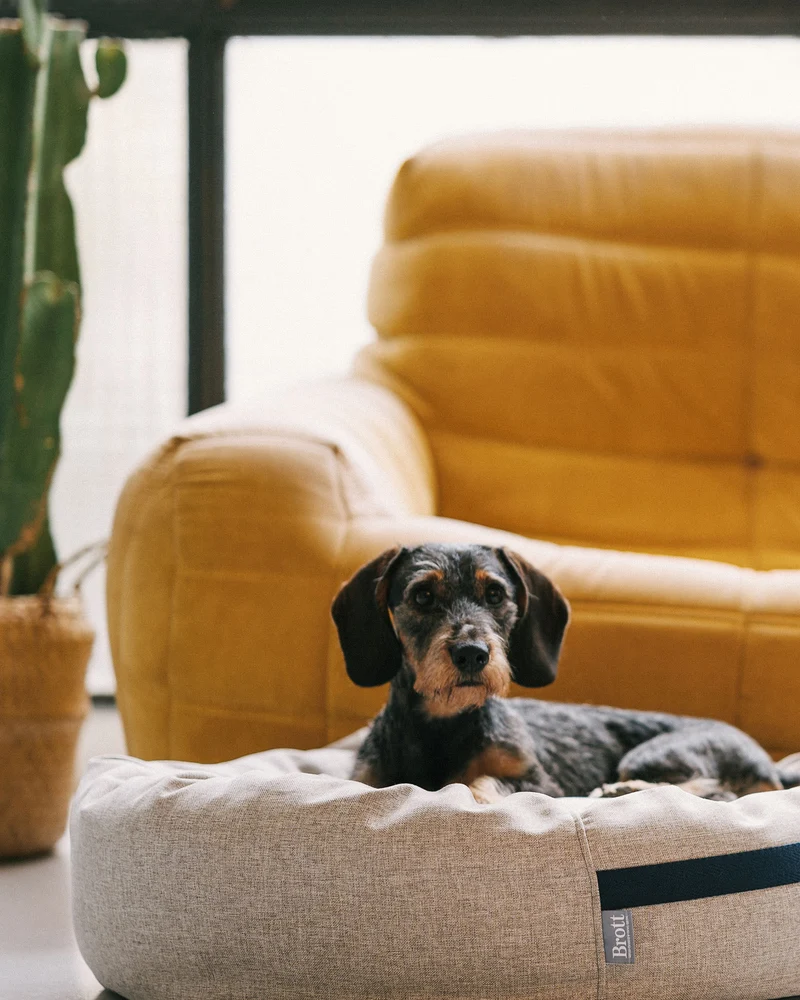 Cama redonda para perro arena