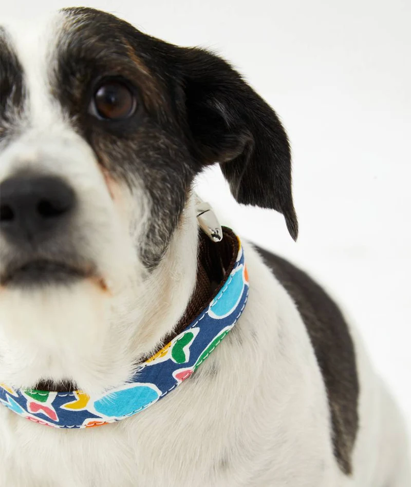 Collar perro Hake