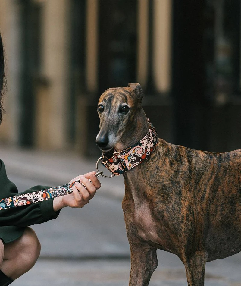 Collar para Galgo Malda