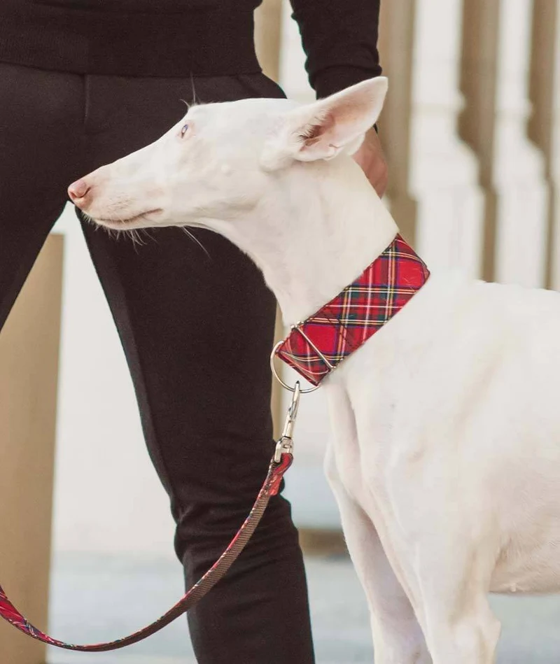 Collar para Galgo Tremp