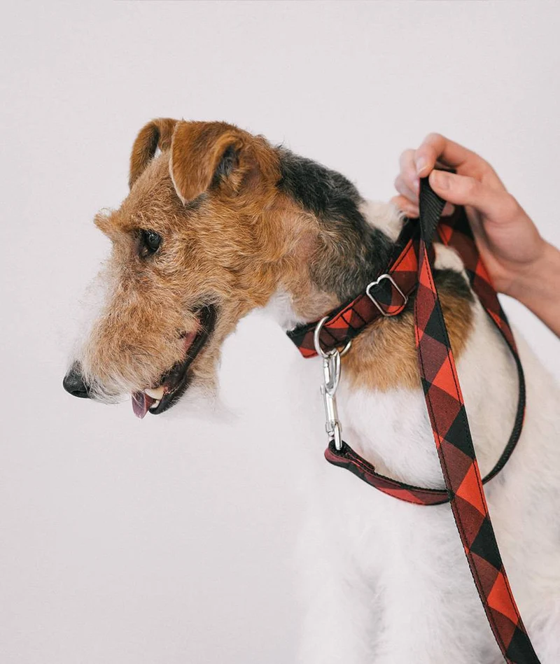 Collar para perro Bruc
